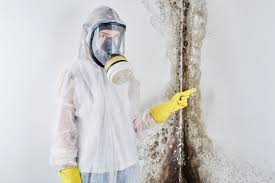 Why You Should Choose Our Mold Remediation Services in Queen City, TX